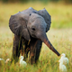 Illustration for article titled Baby Elphant Break